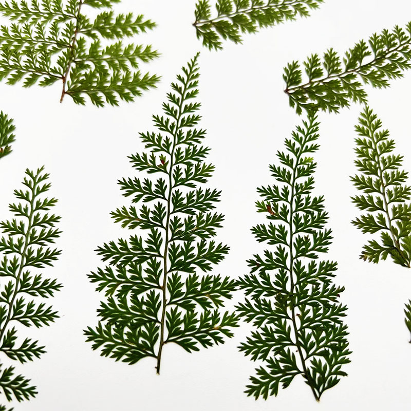 100 Peças de Folhas Naturais d - Resin Craft Ideas avaliação e preço