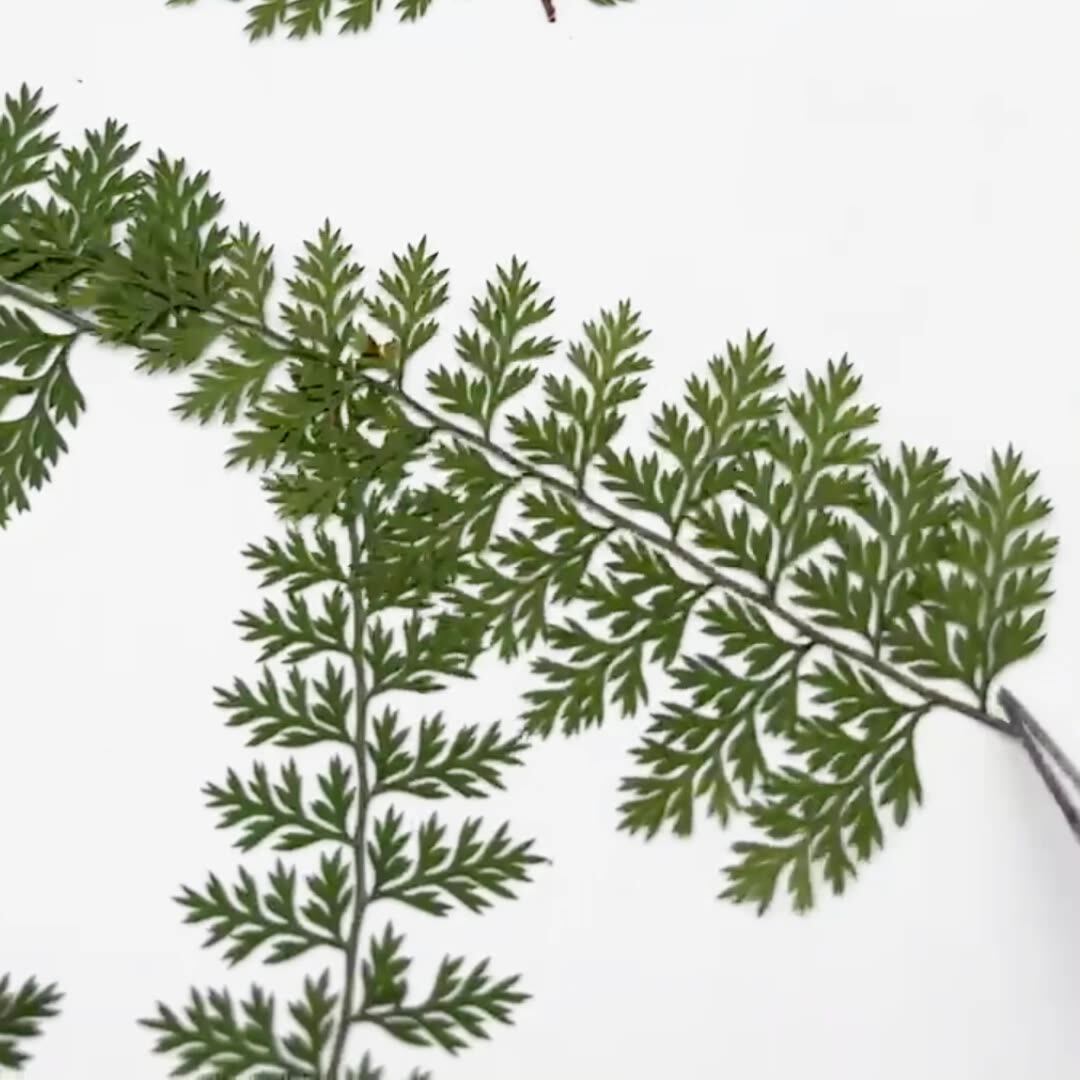 100 Peças de Folhas Naturais d - Resin Craft Ideas avaliação e preço