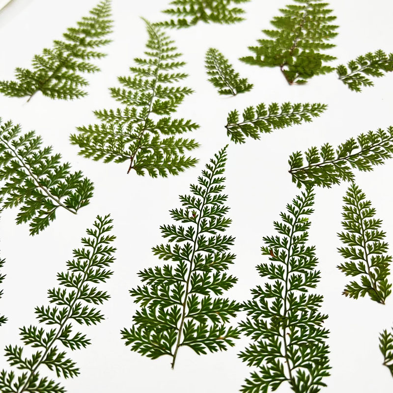 100 Peças de Folhas Naturais d - Resin Craft Ideas avaliação e preço